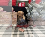Small Photo #24 Golden Retriever Puppy For Sale in LAKELAND, FL, USA