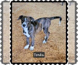 Mutt Dogs for adoption in Granbury, TX, USA