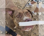 Small #1 American Staffordshire Terrier Mix
