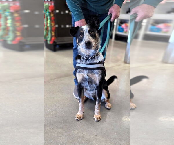 Medium Photo #2 Mutt Puppy For Sale in Milner, GA, USA