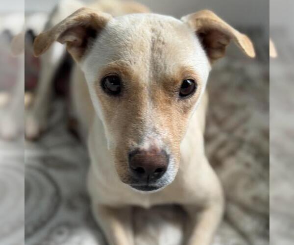 Medium Photo #9 Colonial Cocker Spaniel-Unknown Mix Puppy For Sale in San Diego, CA, USA