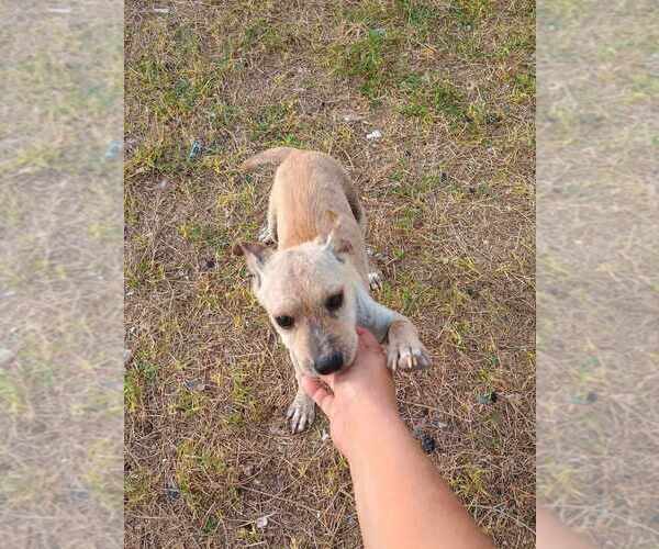 Medium Photo #3 Chihuahua-Labrador Retriever Mix Puppy For Sale in Brewster, NY, USA