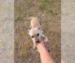 Small #2 Chihuahua-Labrador Retriever Mix