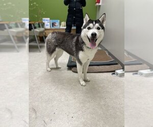 Siberian Husky Dogs for adoption in W Hollywood, CA, USA