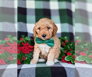 Goldendoodle (Miniature) Puppy for sale in KIRKWOOD, PA, USA