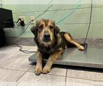 Small German Shepherd Dog Mix