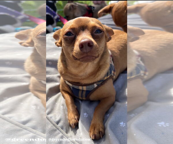 Medium Photo #2 Chihuahua Puppy For Sale in Lake Elsinore, CA, USA