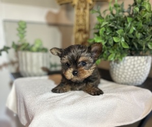 Yorkshire Terrier Litter for sale in MADERA, CA, USA