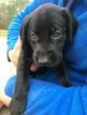 Small Photo #2 German Shorthaired Lab Puppy For Sale in FRIENDSWOOD, TX, USA