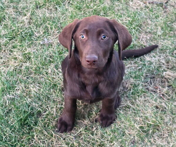 Medium Photo #1 Labrador Retriever Puppy For Sale in BOZEMAN, MT, USA