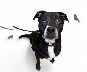 TANK - Male American Pit Bull Terrier-Labrador Retriever Mix Dog for Adoption - Photo #2