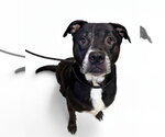 Small Photo #2 American Pit Bull Terrier-Labrador Retriever Mix Puppy For Sale in Olathe, KS, USA