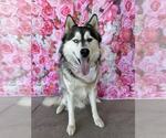 Small #2 Alaskan Malamute