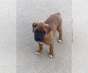 Boxer Puppy for sale in APPLE CREEK, OH, USA
