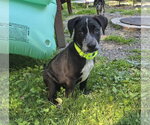 Small #2 Mutt