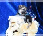 Small Photo #4 German Shepherd Dog Puppy For Sale in HARTVILLE, MO, USA