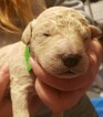 Small Photo #3 Goldendoodle Puppy For Sale in SACRAMENTO, CA, USA