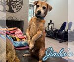 Small #13 Dachshund Mix