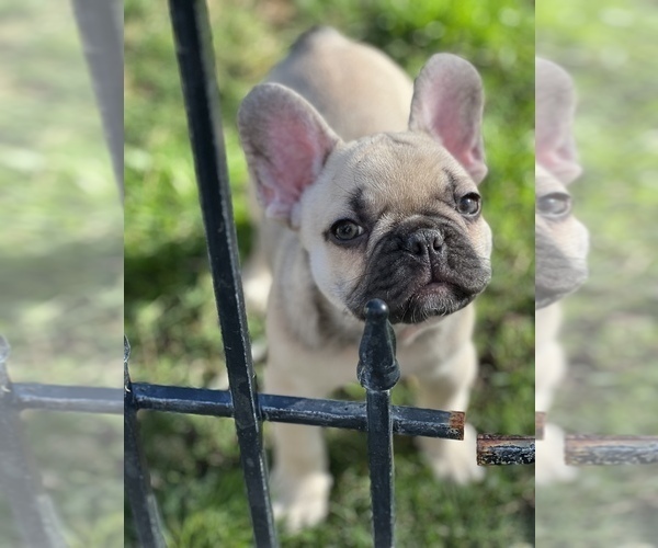 Medium Photo #1 French Bulldog Puppy For Sale in MURRIETA, CA, USA