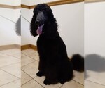 Small Photo #3 Labradoodle Puppy For Sale in SALUDA, SC, USA