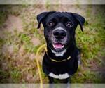 Small #5 Rottweiler Mix