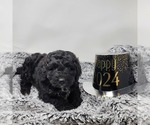 Small Photo #2 Bernedoodle Puppy For Sale in VERONA, MO, USA