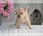 Small #2 French Bulldog