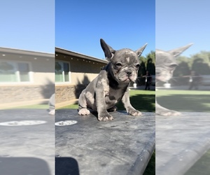 French Bulldog Puppy for sale in SANTA ANA, CA, USA