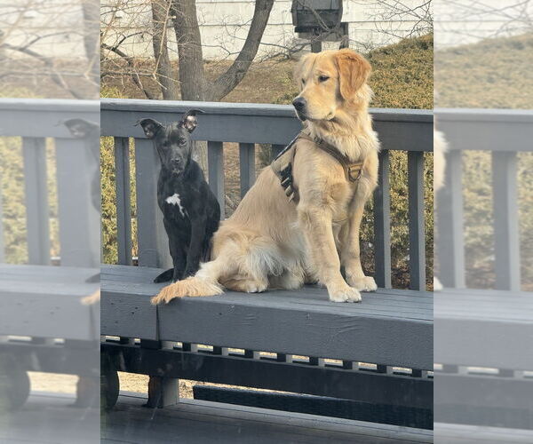 Medium Photo #5 Labrador Retriever Puppy For Sale in Brewster, NY, USA