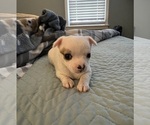 Image preview for Ad Listing. Nickname: Blanca