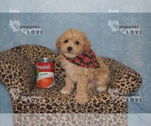 Poodle (Toy) Puppy for sale in SANGER, TX, USA