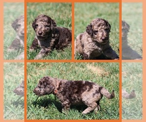 Medium Goldendoodle