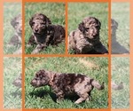 Puppy Heath Goldendoodle