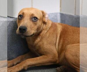Mutt Dogs for adoption in San Antonio, TX, USA