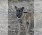 Reign fka Sandra - located in CO - Female German Shepherd Dog-Unknown Mix Dog for Adoption - Small photo