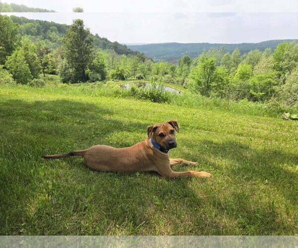 Medium Photo #2 American Pit Bull Terrier-Unknown Mix Puppy For Sale in Binghamton, NY, USA