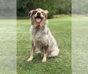 Mutt Dogs for adoption in PIPE CREEK, TX, USA