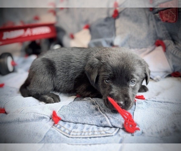 Medium Photo #6 Labrador Retriever Puppy For Sale in RUTHERFORDTON, NC, USA