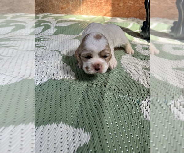 Medium Photo #3 Cocker Spaniel Puppy For Sale in TRINITY, NC, USA