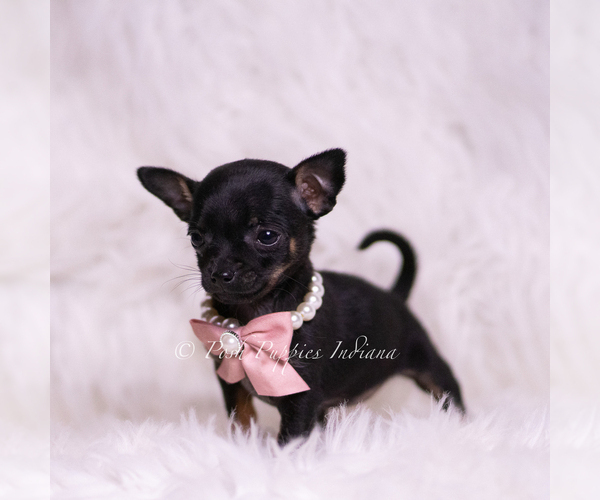 Medium Photo #12 Chihuahua Puppy For Sale in WARSAW, IN, USA