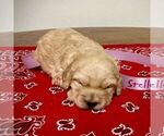 Small Photo #4 Goldendoodle-Poodle (Miniature) Mix Puppy For Sale in SQUAW VALLEY, CA, USA