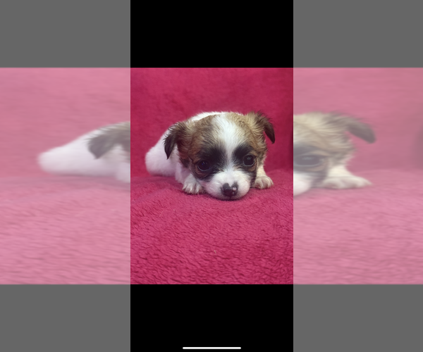 Medium Photo #1 Chihuahua Puppy For Sale in SHERMAN, TX, USA