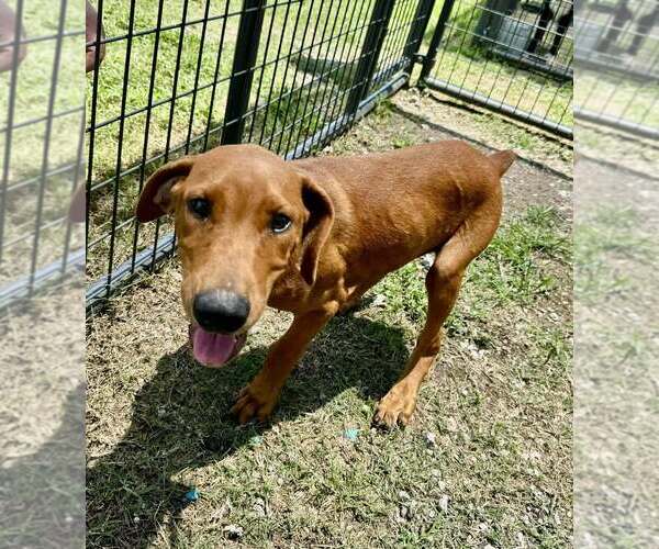Medium Photo #4 Mutt Puppy For Sale in Abbeville, LA, USA
