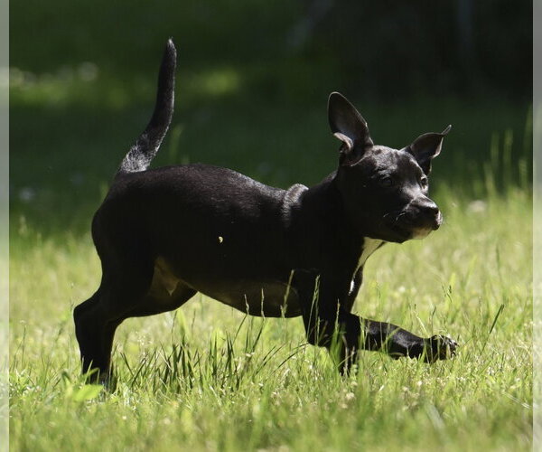 Medium Photo #2 Shepradors Puppy For Sale in Mechanicsburg, PA, USA