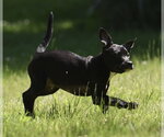 Small #1 Shepradors