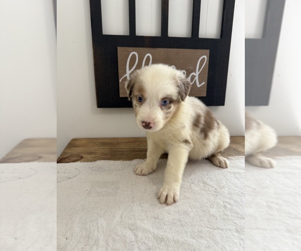 Medium Photo #2 Australian Shepherd Puppy For Sale in FORSYTH, GA, USA