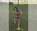 Small #1 German Shepherd Dog Mix