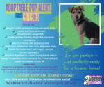 Small #5 Beagle-Chihuahua Mix