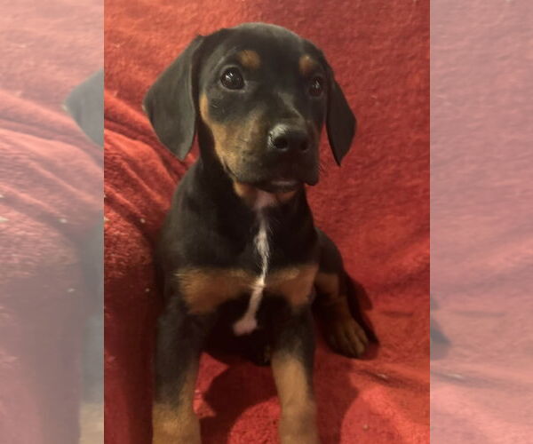 Medium Photo #3 Doberman Pinscher-Unknown Mix Puppy For Sale in Pottstown, PA, USA