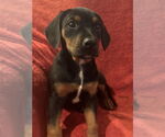 Small #2 Doberman Pinscher Mix